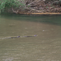 Otter (Lutra lutra)