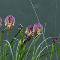 Irises in the Straits (Iris reichenbachii).