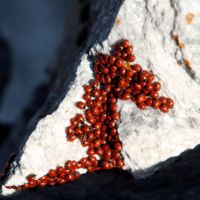 Invertebrates, Ladybirds (Coccinellinae).