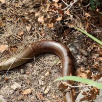 Legless lizard (Pseodopus, or Ophisaurus apodus)