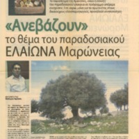 Παραδοσιακός Ελαιώνας