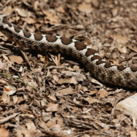 Viper (Vipera ammodytes).