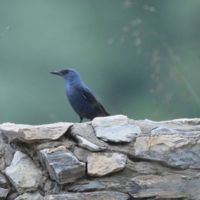 Син скален дрозд (Monticola solitarius longirostris).