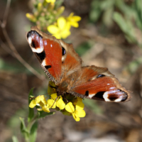 Invertebrates, Butterfly (Inachis io).