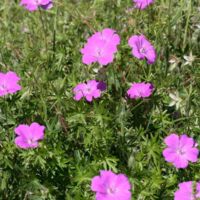 Wildflowers, Geraniums (Geranium).