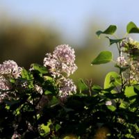 Πασχαλιά (Syringa vulgaris).