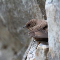 Crag martin (Ptyonoprogne rupestris).