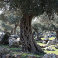 Perennial olive trees in the area of Synaxis.