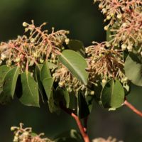 Съцветия на гръцкото ягодово дърво (Arbutus andrachne).