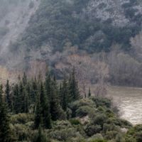 The vegetation in the Straits in Winter.