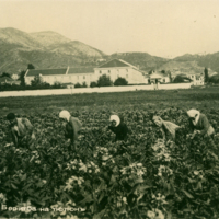 Tobacco collection. In the background the tobacco factories and the city of Xanthi (1940).