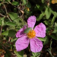 Wildflowers, the Cistus (Cistus incanus).