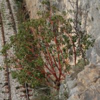  Wild Arbutus (Arbutus andrachne).