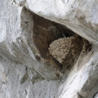 Nest of Crag martin (Ptyonoprogne rupestris).