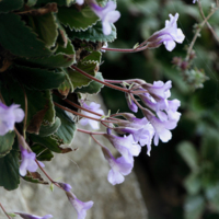 Γεσνεερίδες στα Στενά (Haberlea rhodopensis).