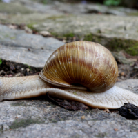 Invertebrates, Snail (Helix aspersa).