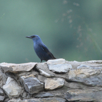 Син скален дрозд (Monticola solitarius longirostris).