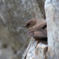 Скални лястовици (Ptyonoprogne rupestris).