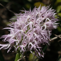 Orchids in the Straits (Orchis italica).