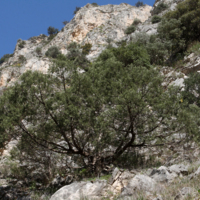 Αγριοκυπάρισσο (Juniperus excelsa).