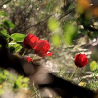 Tulips in the Straits (Tulipa Hageri).