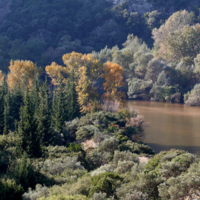 The vegetation in the Straits in Autumn.