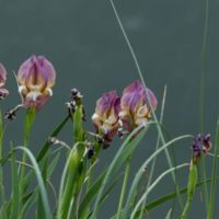 Irises in the Straits (Iris reichenbachii).