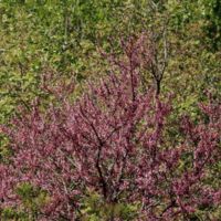 Redbuds (Cercis siliquastrum).