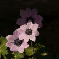 Wildflowers, Anemone (Anemone pavonina var. purpureoviolacea).