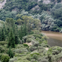 The vegetation in the Straits in Summer.