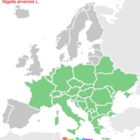 Ν 0056 Nigella arvensis subsp. arvensis.bmp
