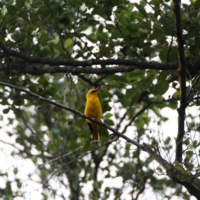 Golden Oriole (Oriolus oriolus).