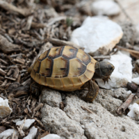 Ελληνική Χελώνα ή Γραικοχελώνα (Testudo graeca).