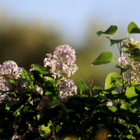 Люляк (Syringa vulgaris).