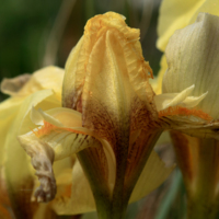 Irises in the Straits (Iris reichenbachii).