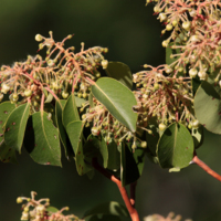 Flowers of Wild Arbutus (Arbutus andrachne).