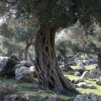 Perennial olive trees in the area of Synaxis.