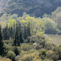 Η βλάστηση στα Στενά την άνοιξη.