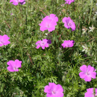 Wildflowers, Geraniums (Geranium).