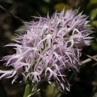 Orchids in the Straits (Orchis italica).