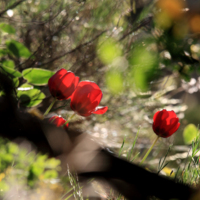 Τουλίπες στα Στενά (Tulipa Hageri).